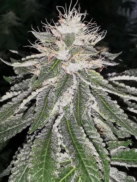MAC 11 Seed > Pheno Finder Seeds | Feminized Cannabis   |  Indica